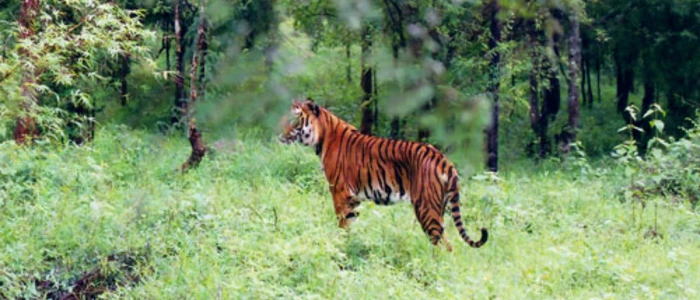Buxa Tiger Reserve