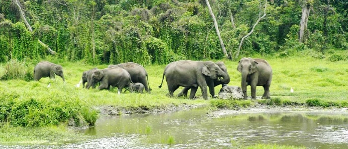 Mahananda Wildlife Sanctuary