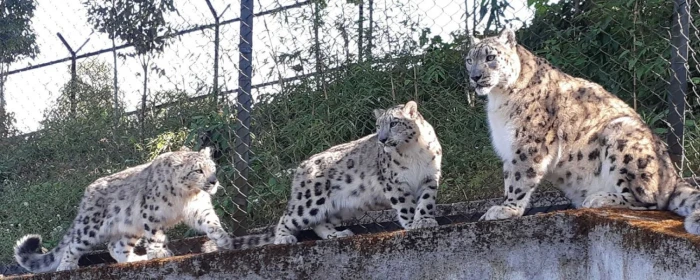 Padmaja Naidu Zoological Park